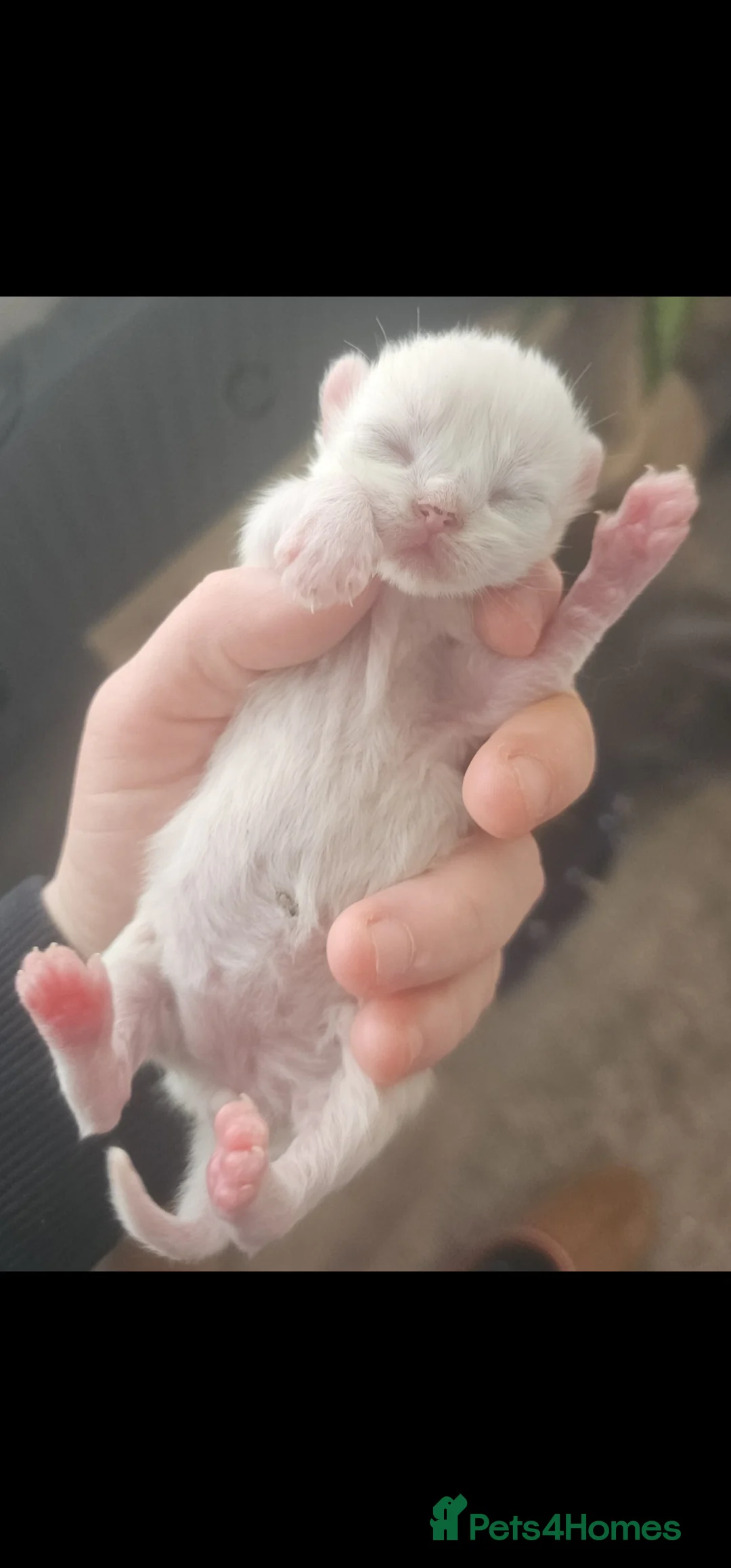 Persian cats for sale: Persian kittens for reserve🖤 - Advert 4