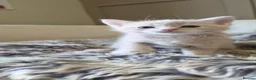 Mixed Breed cats for sale: 3 Beige Males for Sale in Ross-on-Wye - Advert 18