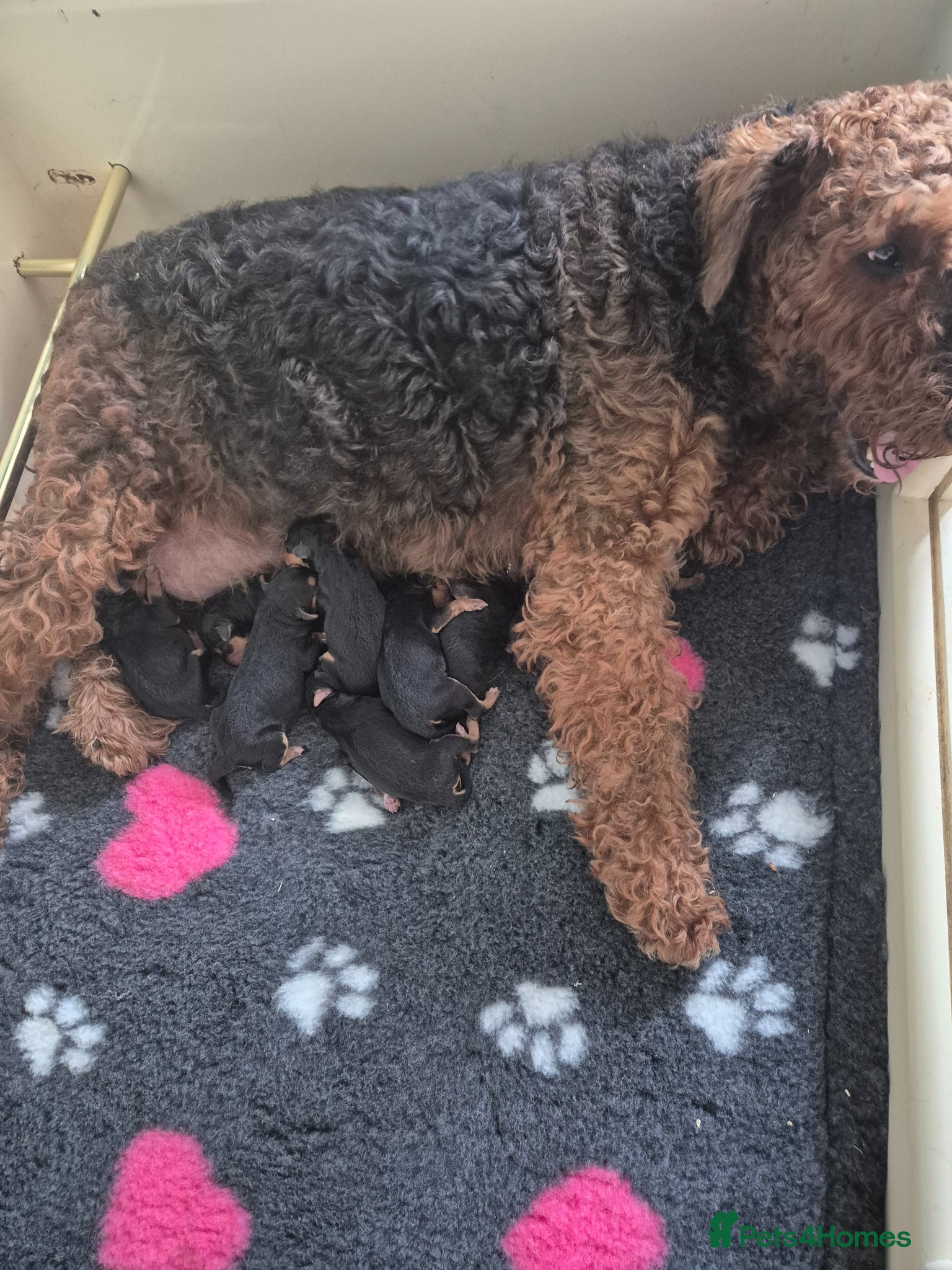 Airedale Terrier dogs for sale: Beautiful Airedale Puppies - Advert 2