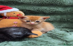 Mixed Breed cats for sale: Last 3 Adorable Ginger Males 🧡 - Advert 8