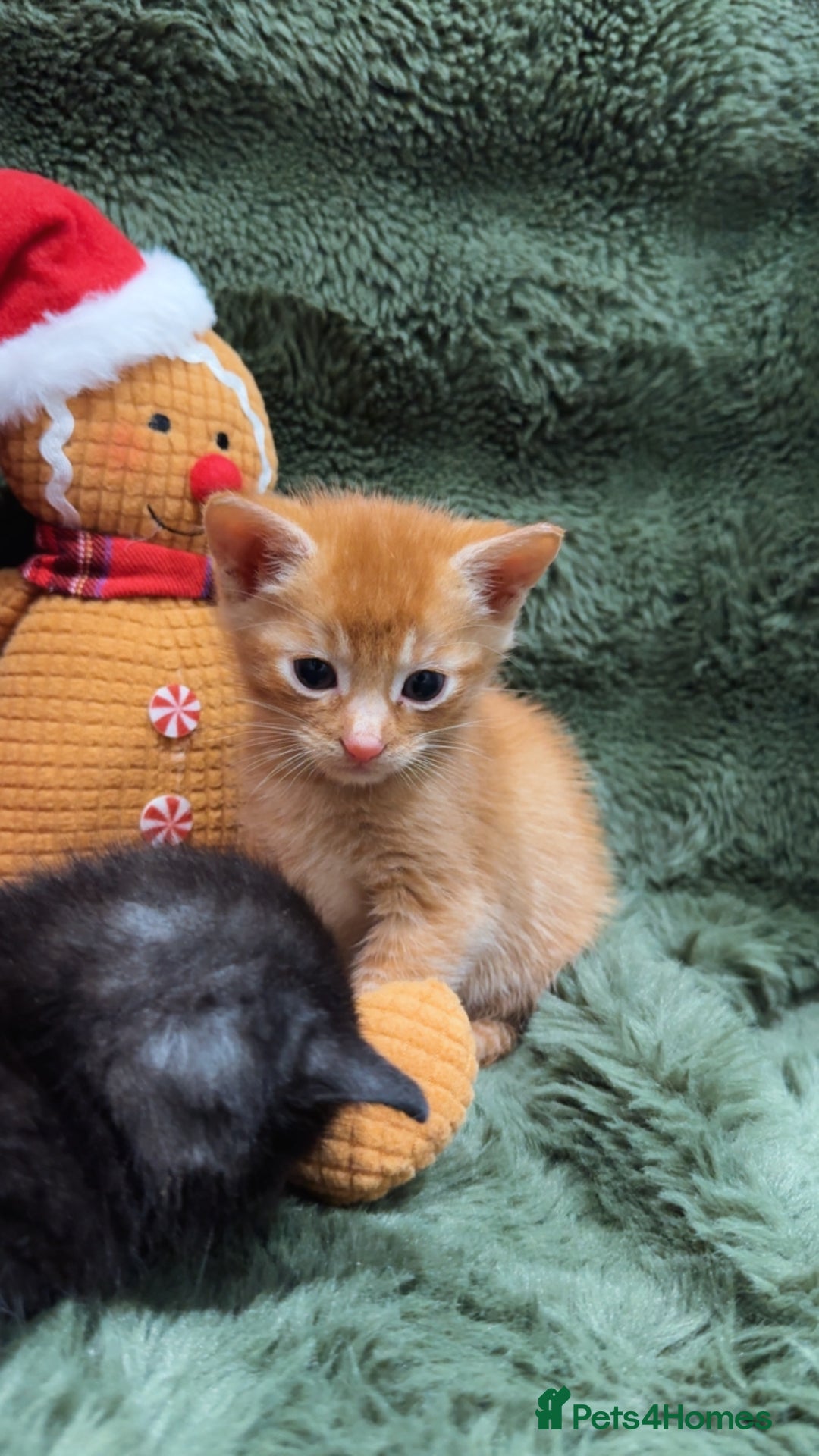 Mixed Breed cats for sale: Last 3 Adorable Ginger Males 🧡 - Advert 8