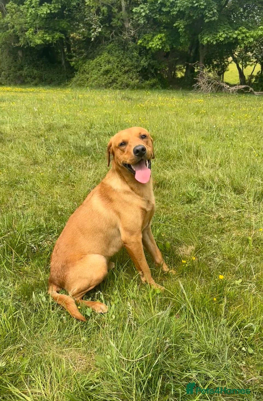 Labrador Retriever dogs for sale: Plump little Red Labrador Puppies! - Image 9