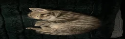 British Shorthair cats for sale: British short hair  - Advert 7