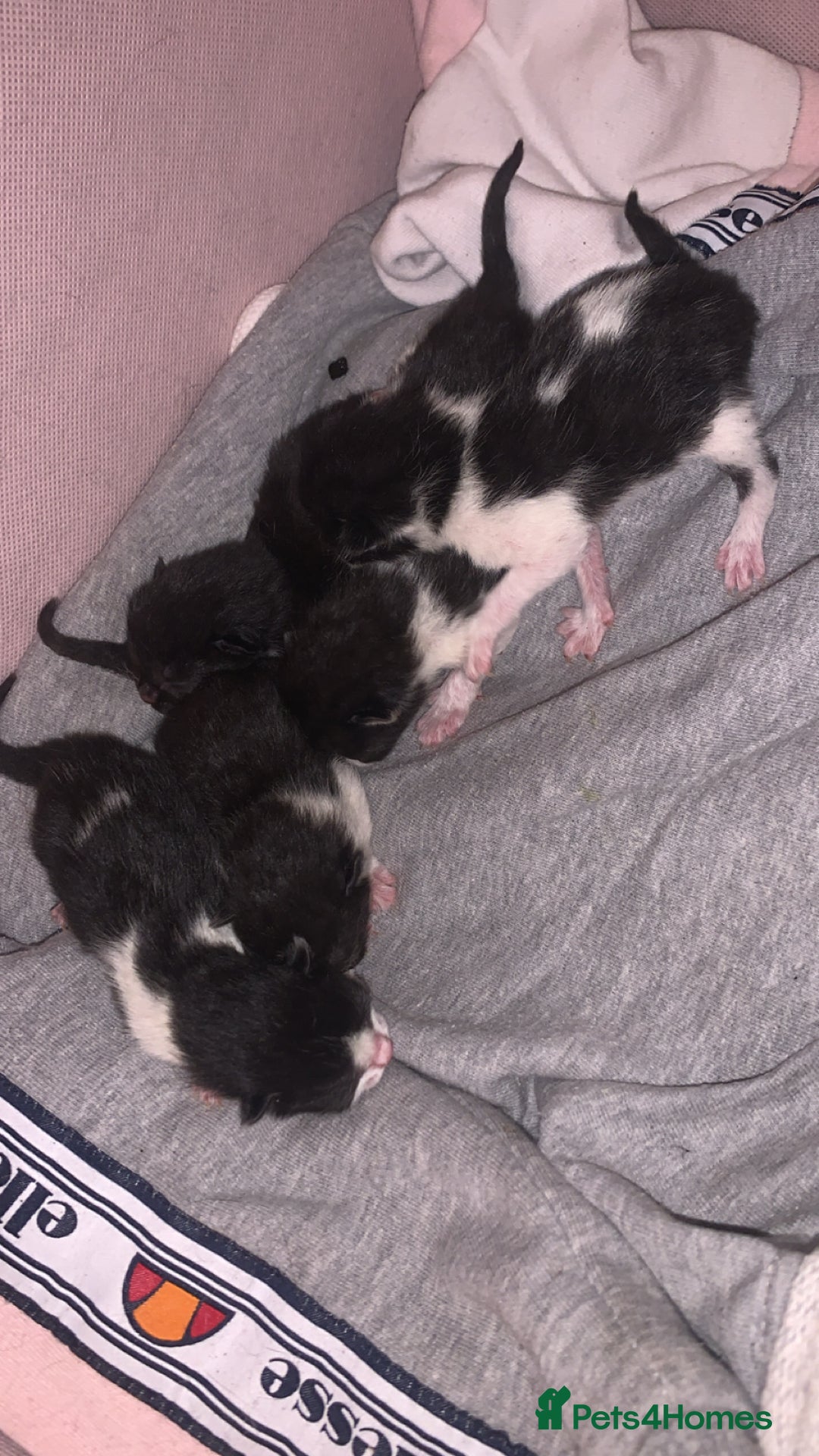 Mixed Breed cats for sale: 5 Beautiful Kittens - Image 5