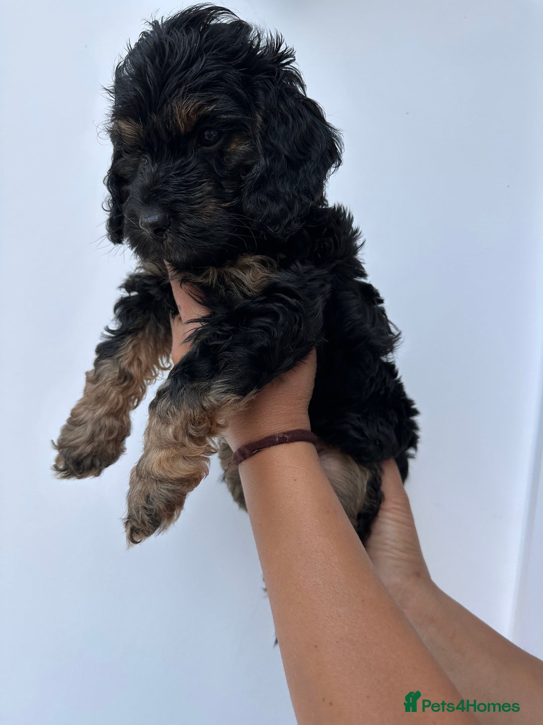 Cockapoo dogs for sale: Beautiful tri cockerpoos  - Image 19