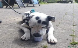 Mixed Breed dogs for adoption: Vicky (Dalmatian/Staffie mix) in London - Image 24