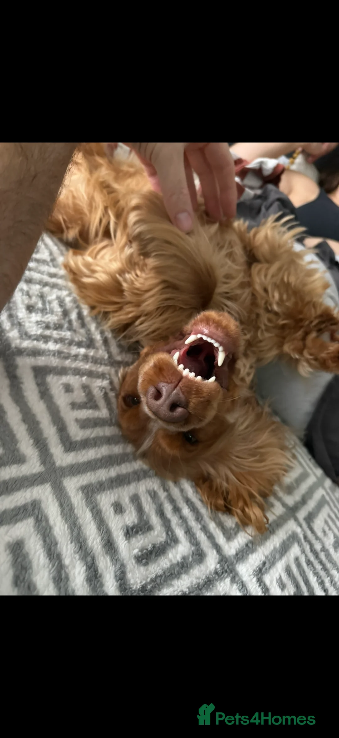 Cocker Spaniel dogs for sale: Penelope - Advert 7