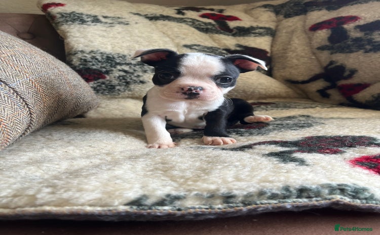 Boston Terrier dogs - Advert 1