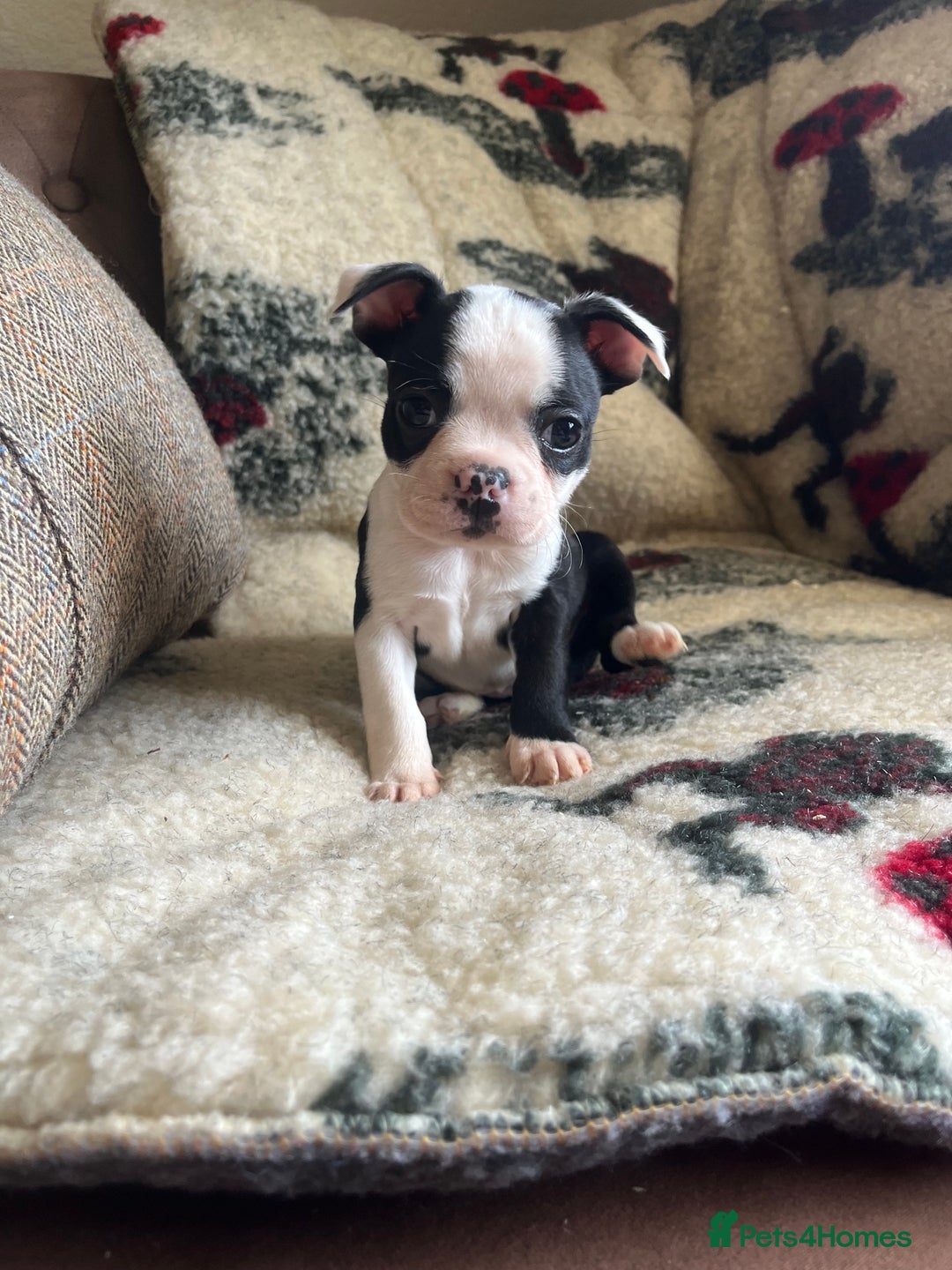 Boston Terrier dogs for sale: How is she the last puppy she’s perfect!  - Image 2