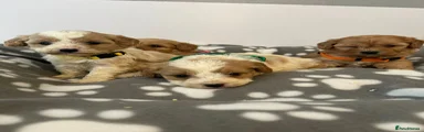 Cavapoo Puppy 1