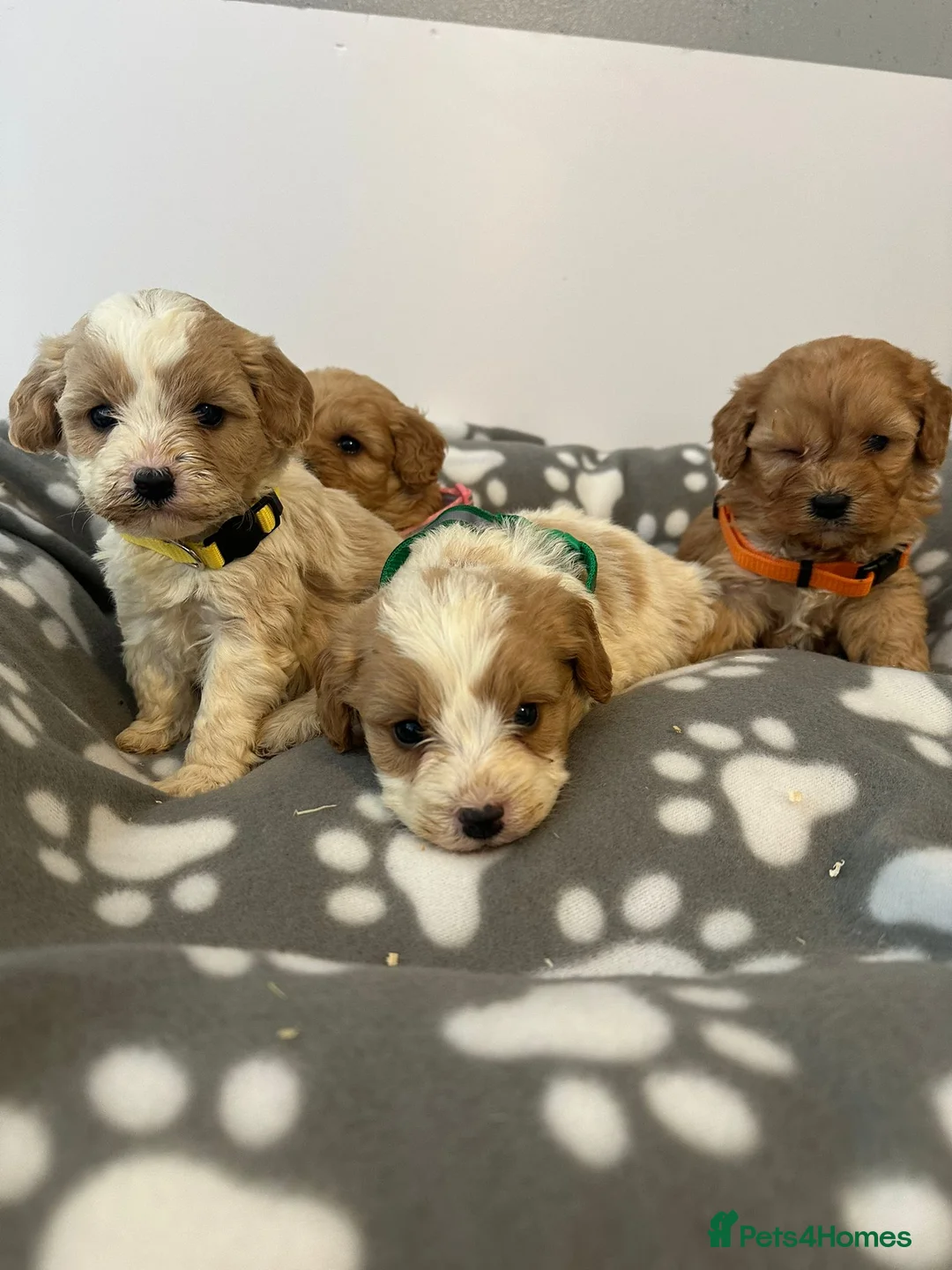 Cavapoo dogs for sale: F1 cavapoo puppies in Aberdeen - Advert 2