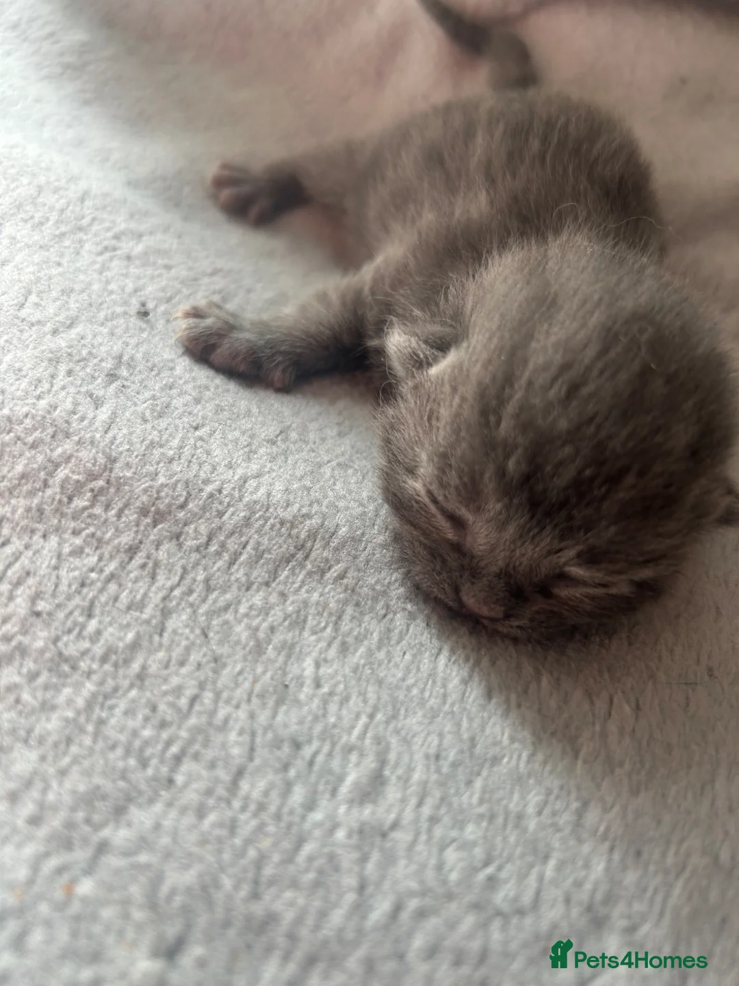 Mixed Breed cats for sale: Kittens  - Advert 2