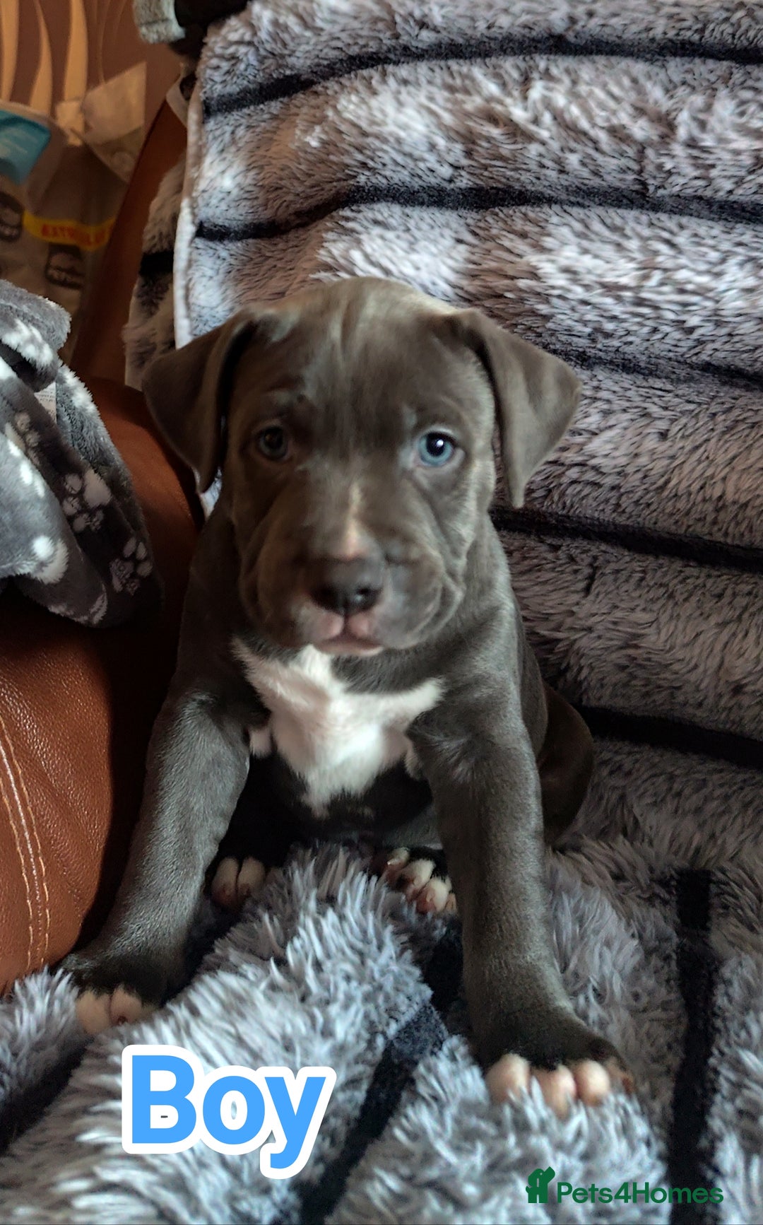 Staffordshire Bull Terrier dogs for sale: Staffordshire bull terrier puppies  - Advert 34