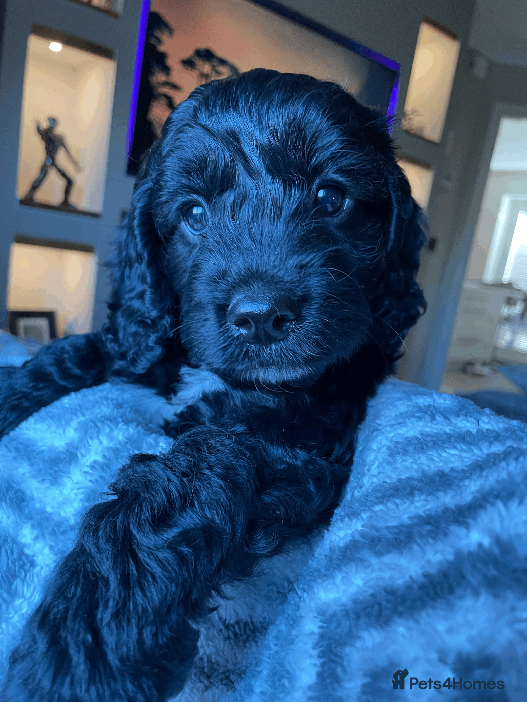 Cockapoo dogs for sale: Beautiful Thick coated Fluffy F1 Toy Cockapoo pups - Advert 14