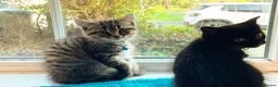 Mixed Breed cats for sale: Three chilled out goofballs - Advert 8
