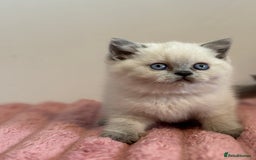 British Shorthair cats for sale: British short hairs  - Image 1