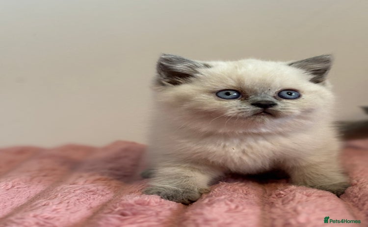 British Shorthair cats - Advert 14