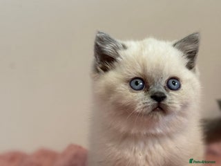 British Shorthair cats - Advert 17