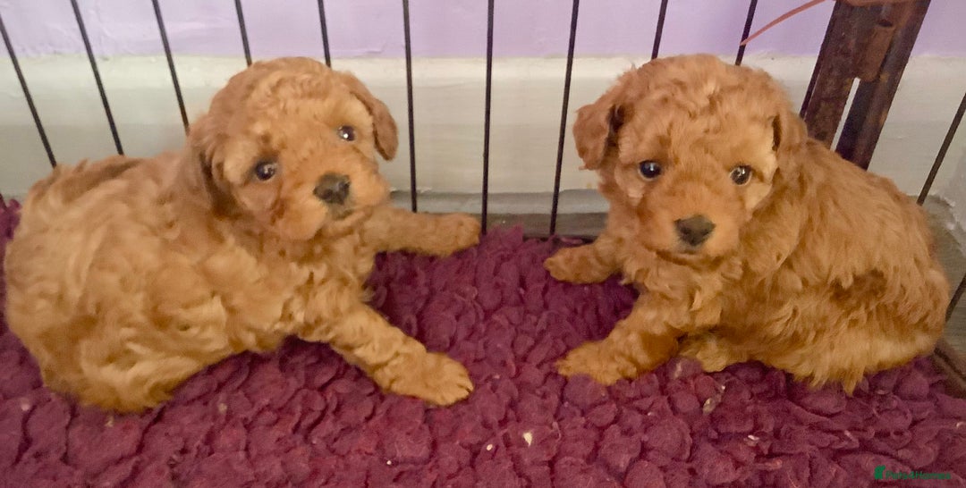 Toy Poodle dogs for sale: Asian Toy Poodle Puppies - Image 7