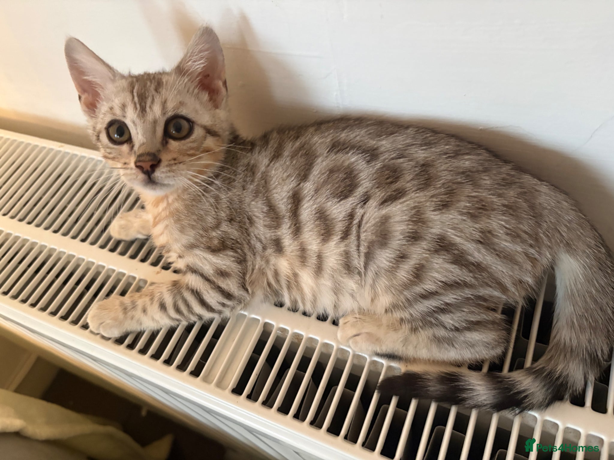 Bengal cats Stunning Tica reg Bengal kittens  - Advert 5