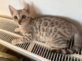 Bengal cats Stunning Tica reg Bengal kittens - Advert 5