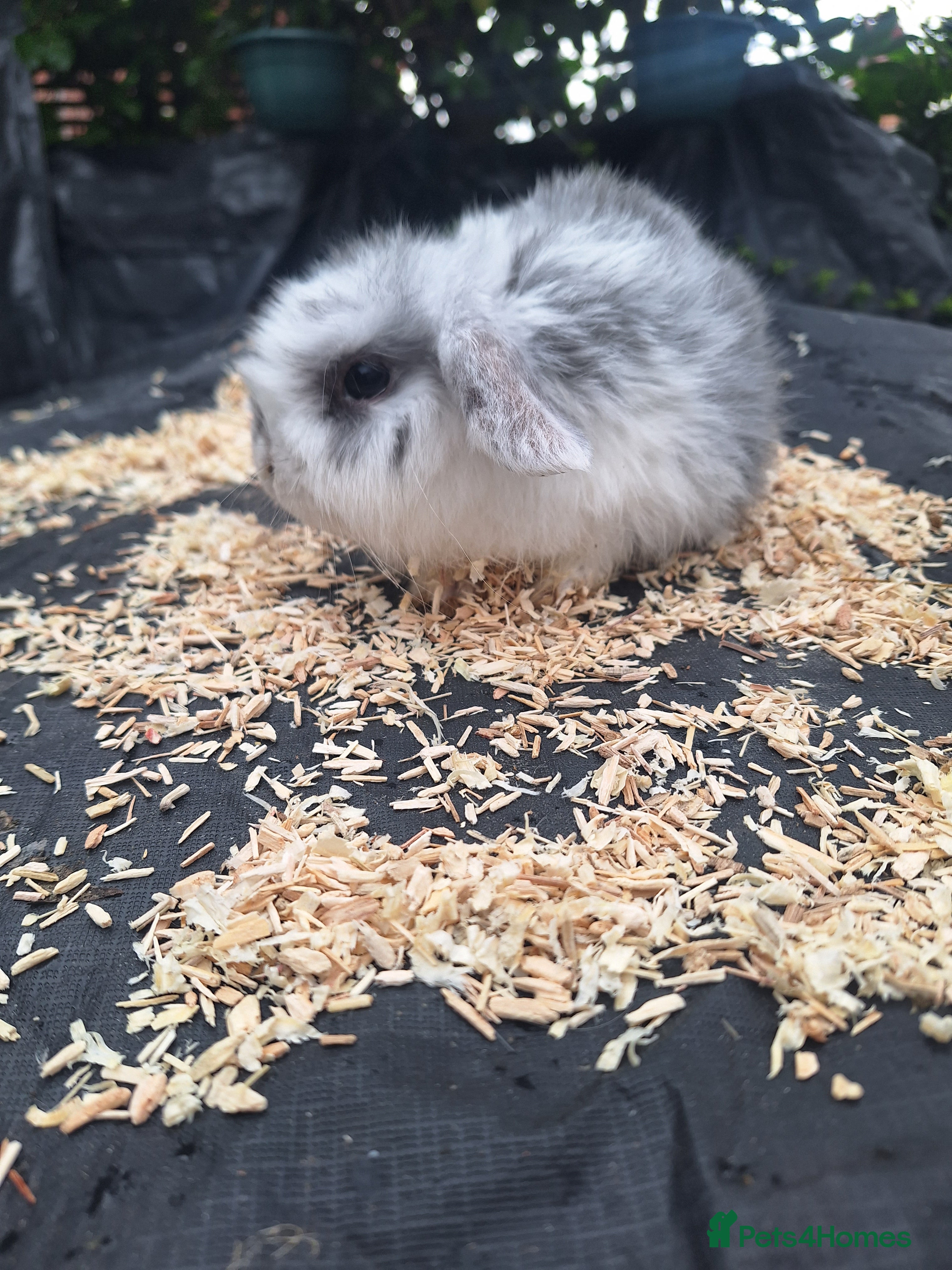 Mini Lop rabbits Pure bred mini lop.babie rabbits  - Advert 15