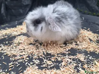 Mini Lop rabbits Pure bred mini lop.babie rabbits - Advert 15