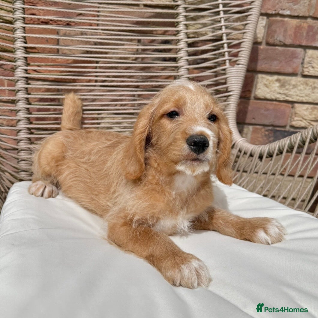 Mixed Breed dogs for sale: ⭐️⭐️Poogle Puppies (Beagle x Miniature Poodle)⭐️⭐️ - Advert 15
