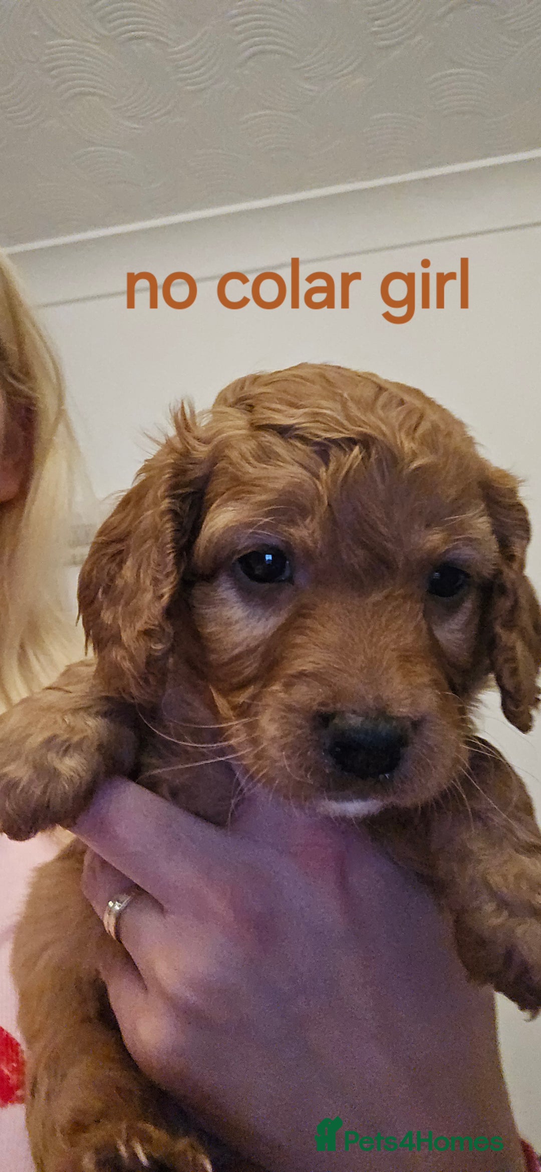 Cockapoo dogs for sale: 7 f2 cockapoos - Advert 9