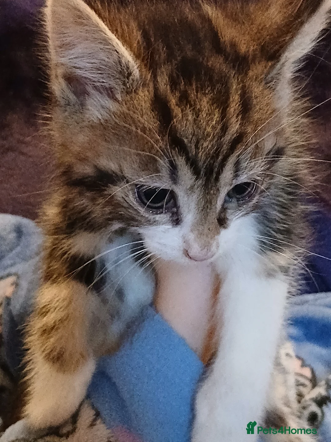 Mixed Breed cats for sale: Tabby kitten  - Advert 2