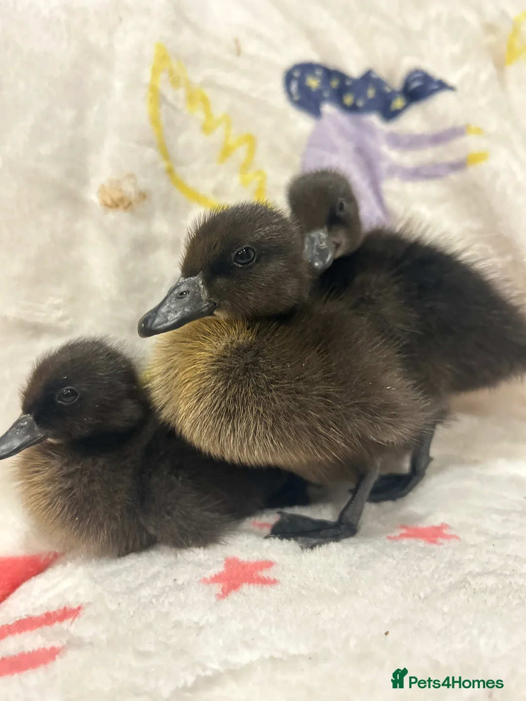 Ducks poultry for sale: Duckling and chicks hatching all 2026 season - Advert 2