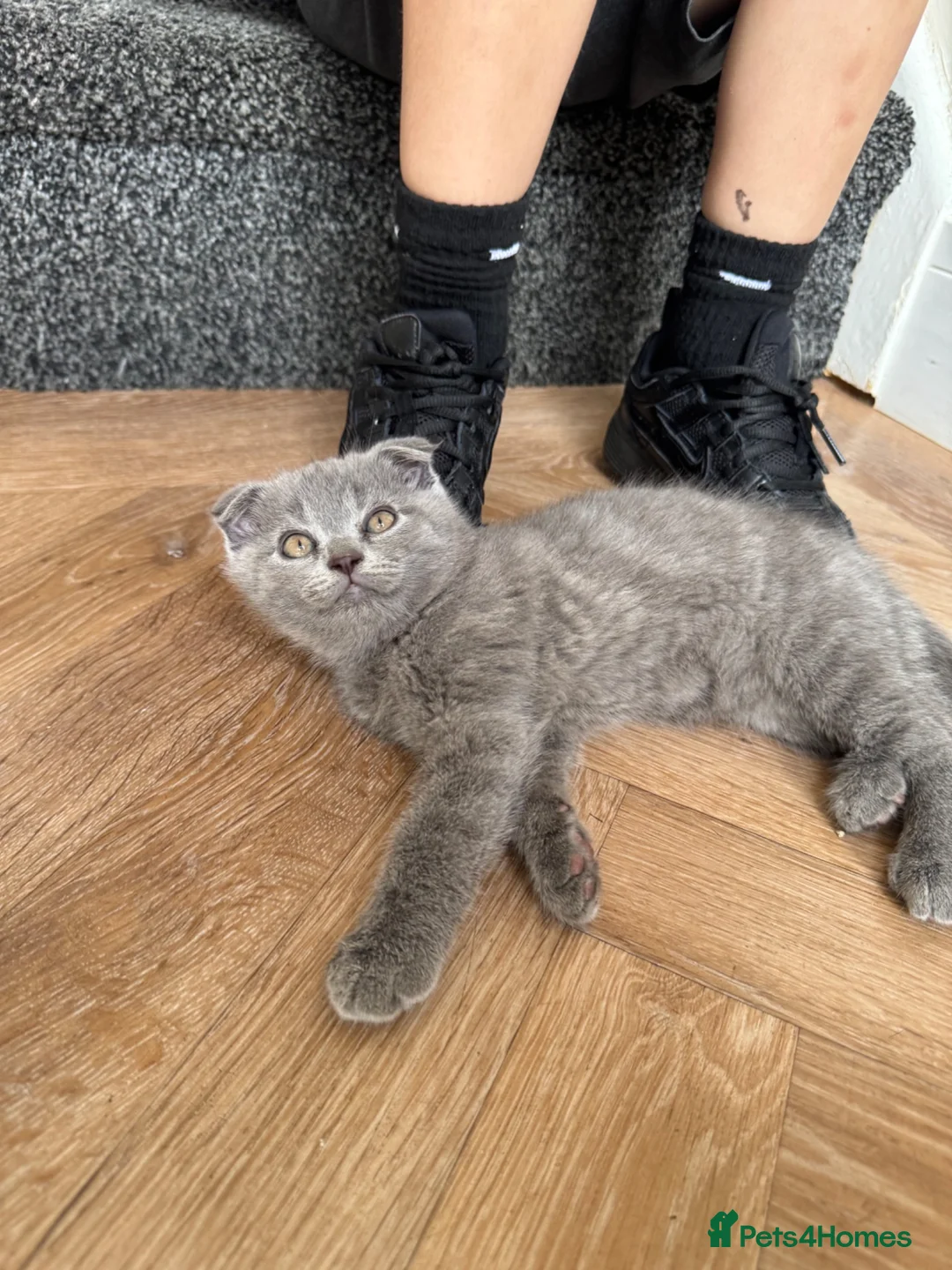 Scottish Fold cats for sale: Gorgeous Scottish Fold kittens TWO LEFT! READY NOW - Advert 2