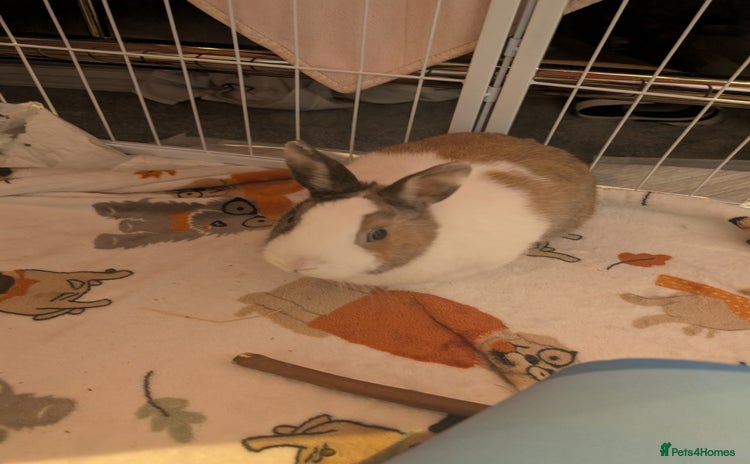 Dwarf Lop rabbits - Advert 1