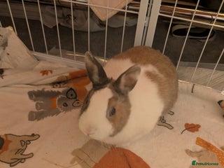 Dwarf Lop rabbits - Advert 12