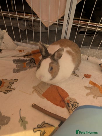 Dwarf Lop rabbits - Advert 3