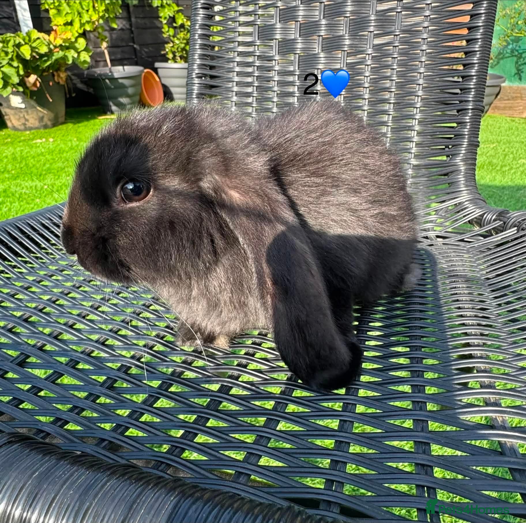 French Lop rabbits Pure French lop - Advert 2