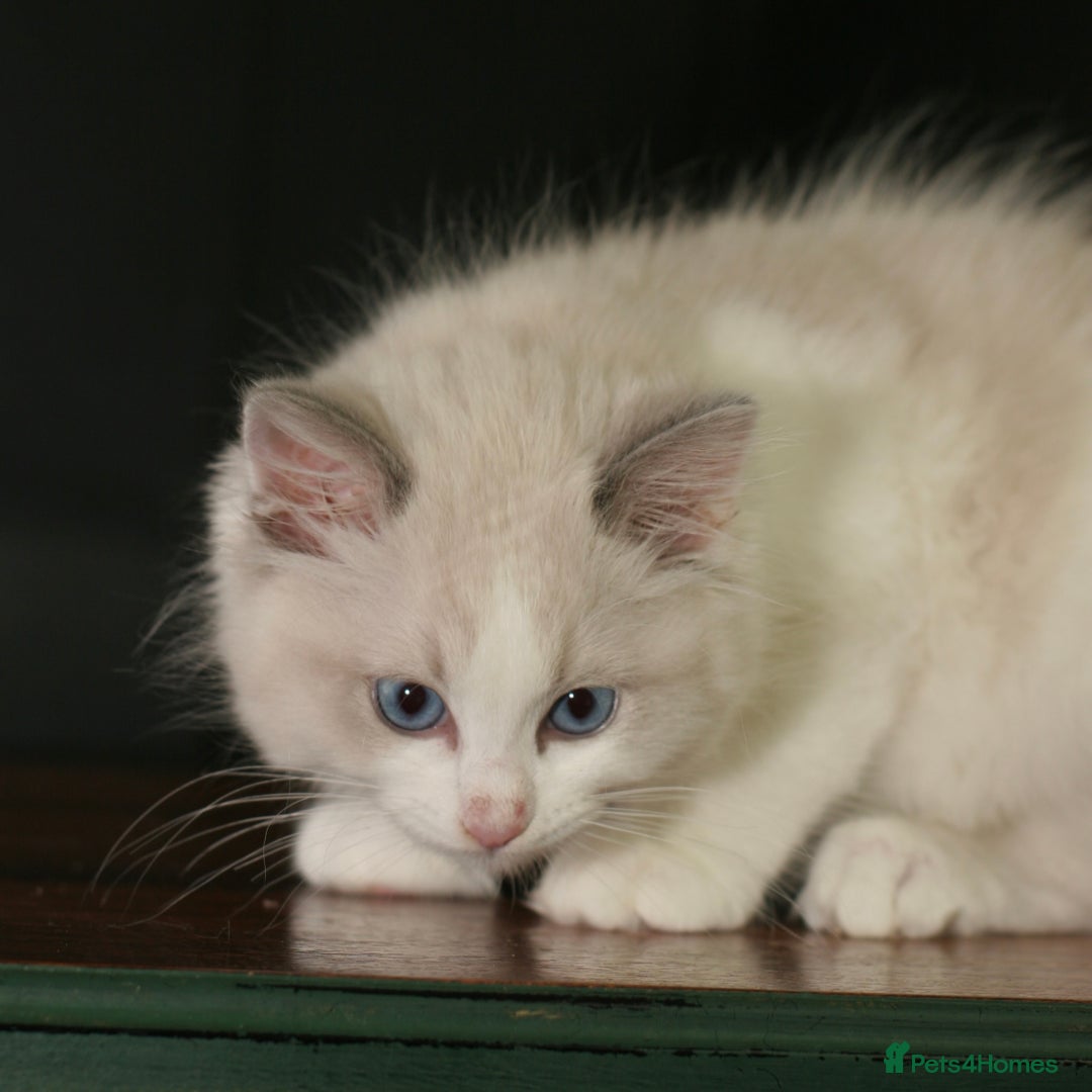 Ragdoll cats for sale: Ragdoll kittens TICA beautiful quality cats  - Image 13