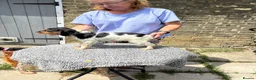 Brittany Spaniel dogs for sale: Brittanys  - Advert 5