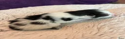 Mixed Breed cats for sale: Beautiful black and white kittens in Malvern - Advert 12