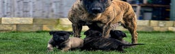 Belgian Shepherd Dog dogs for sale: Dutch Herder x Mali Pups 🔥 - Advert 7