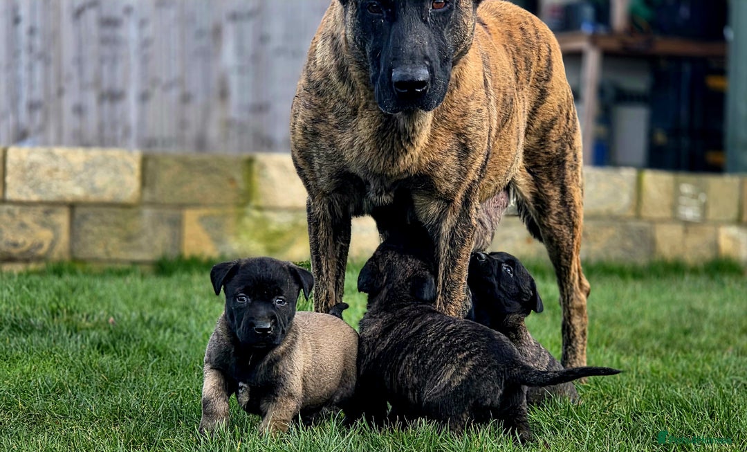 Belgian Shepherd Dog dogs for sale: Dutch Herder x Mali Pups 🔥 - Advert 7