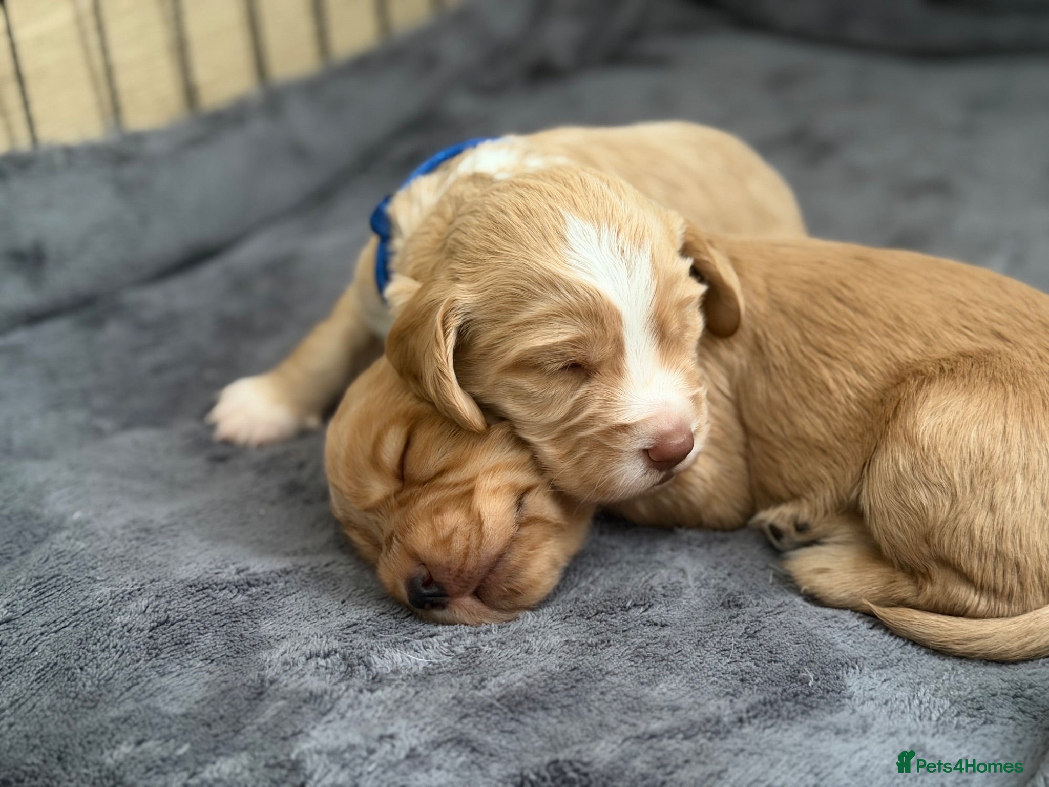 Cocker Spaniel dogs KC Reg Cocker Spaniel Pups  - Advert 1