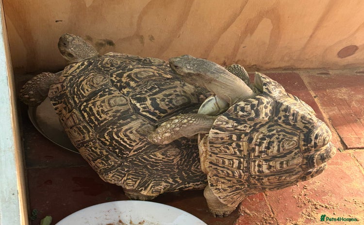 Tortoise reptiles - Advert 2