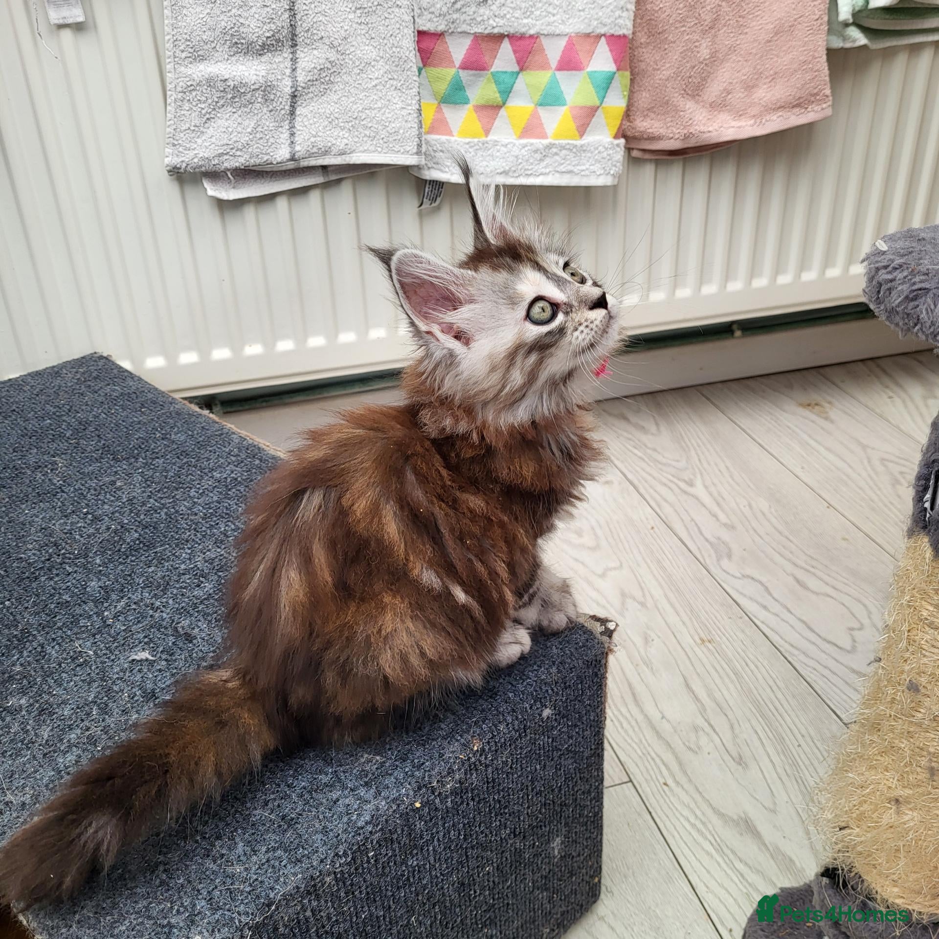 Maine Coon cats Pedigree Maine Coon kittens - Advert 2