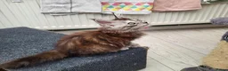 Maine Coon cats for sale: Pedigree Maine Coon kittens - Advert 2