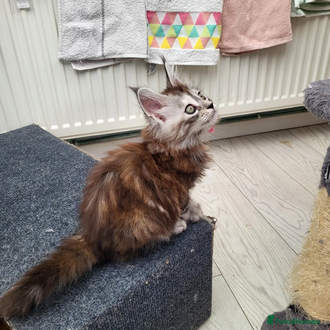Maine Coon cats for sale: Pedigree Maine Coon kittens - Advert 2