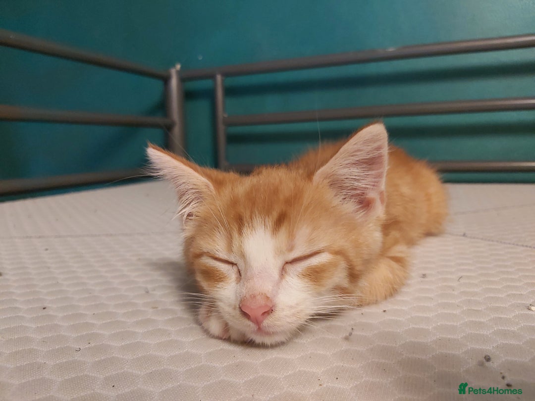 Mixed Breed cats for sale: 4 kittens ready for loving homes - Image 4
