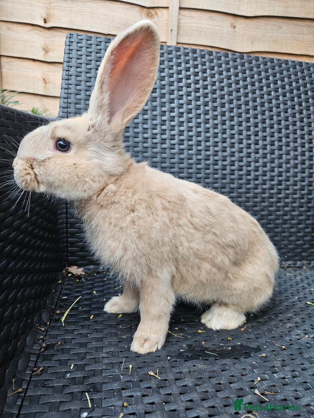 Mixed Breed rabbits for sale: Gorgeous boy need loving forever home - Advert 3
