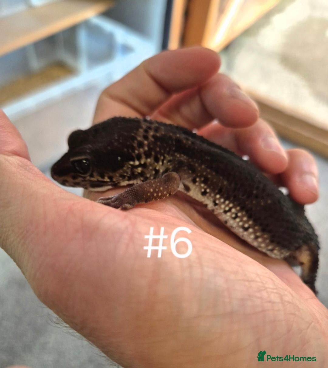 Leopard Gecko reptiles Female leopard geckos - Advert 1