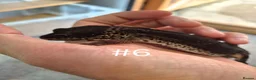 Leopard Gecko reptiles for sale: Female leopard geckos - Advert 1
